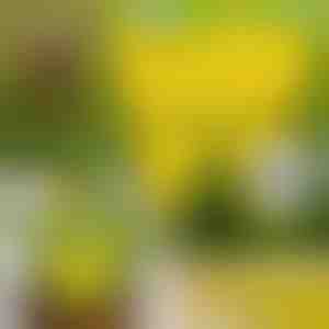 Kleepuvad kärbsepüünised (10 tk) | BUGILURE