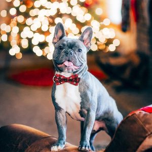 Pidulik lumehelbekestega kaelarihm koerale| DOGICOLLAR